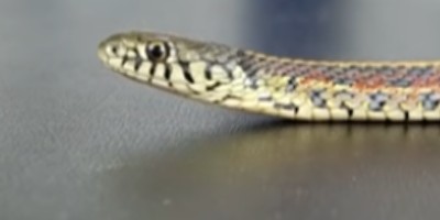 Fayetteville snake